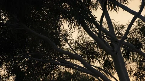 Eucalyptus Tree Silhouette 1 Stock Footage
