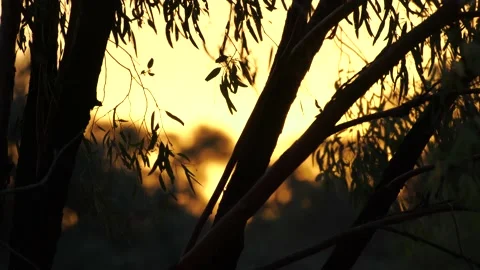 Eucalyptus Tree Silhouette 3 Stock Footage 167747848