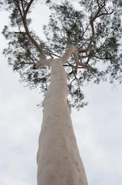Eucalyptus tree smooth trunk Stock Photos