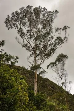 An eucalyptus tree stands up in the middle of the forest, in the hillside of  Foto stock