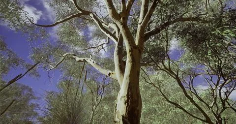 Eucalyptus tree stands tall under a blue sky surrounded by green foliage Stock Illustration