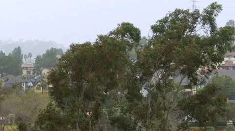 Eucalyptus Tree in Strong Winds. Rain Storm in Southern California. Stock Footage
