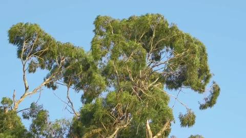Eucalyptus tree a sunny day Stock Footage 152962483