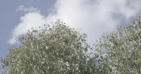 Eucalyptus Tree Tops Swaying in the Wind Against Blue Sky Stock Footage 328385813