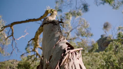 Eucalyptus Tree Trunk Bark Texture falling off, Australia, SA, Mt Lofty Ranges Stock Footage 236353558