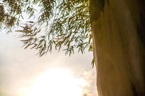 Eucalyptus Tree Trunk in Turkey Stock Photos