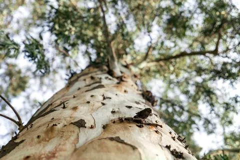 Eucalyptus Tree Trunk in Turkey Stock Photos