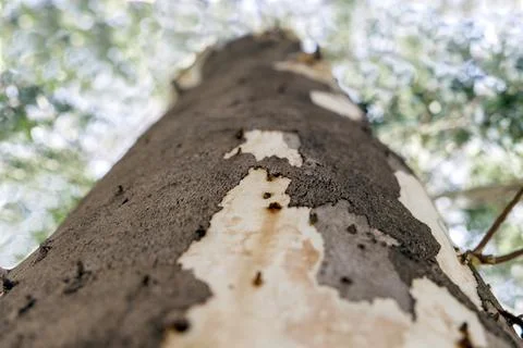 Eucalyptus Tree Trunk in Turkey Stock Photos