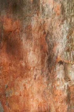Eucalyptus tree trunkz Stock Photos