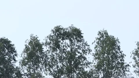 Eucalyptus tree was blown by strong winds. Stock-Footage 136283462