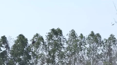 Eucalyptus tree was blown by strong winds. Stock Footage 136283553