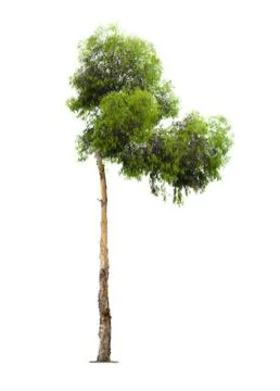 Eucalyptus tree on white background Photos