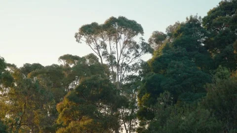 Eucalyptus trees and native trees in golden light Stock Footage 308163247