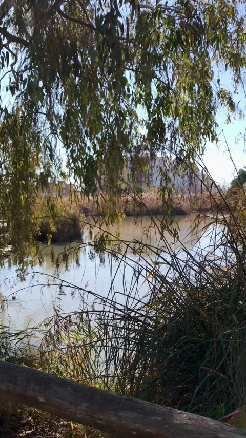 Eucalyptus trees and other vegetation on the banks of the natural pond Stock-Footage 316594941