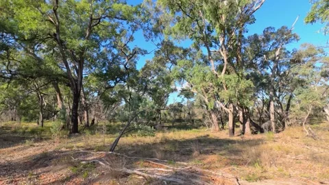 Eucalyptus Trees and Red Dirt in Australian Outback Bushland Vidéo 345014881