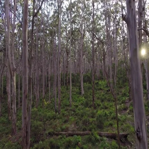 Eucalyptus trees in Australian forest Stock Footage 69502995