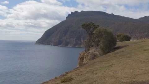 Eucalyptus Trees Backdropped By The Fossil Cliffs In Maria Island National Stock Footage 334002665