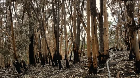 Eucalyptus trees burned by wild fire Stock Footage 84959381