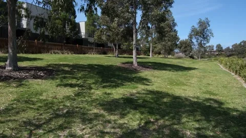 Eucalyptus trees casting shadows in a local park with modern townhouses Stock Footage 289621806