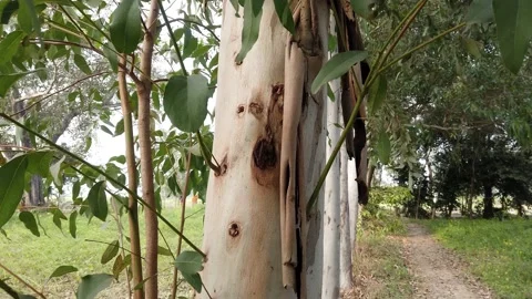 Eucalyptus trees in closeup Stock Footage 171080157