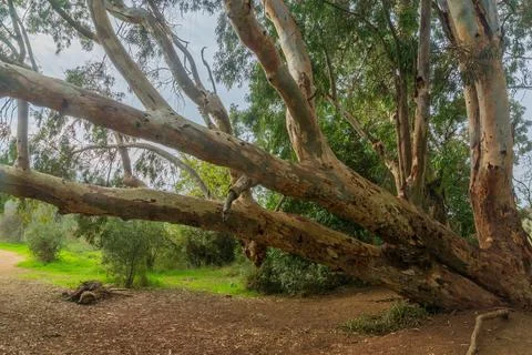 Eucalyptus trees in Ein Mata spring, the lower Judaean Mountains Stock Photos