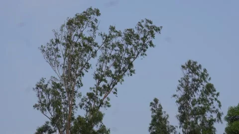 Eucalyptus Trees Stock Footage 336710162