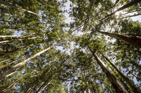 Eucalyptus trees forming texture pattern background Foto stock
