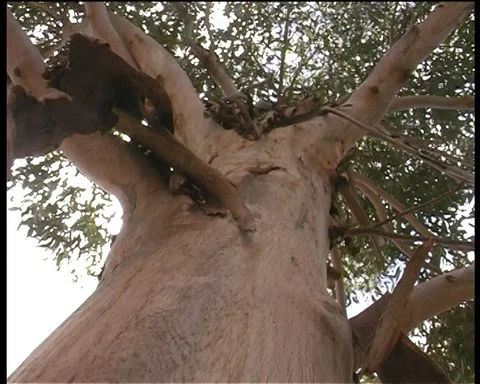 EUCALYPTUS TREES (GUM TREE'S) -ASSORTED SHOTS Stock Footage 122282227