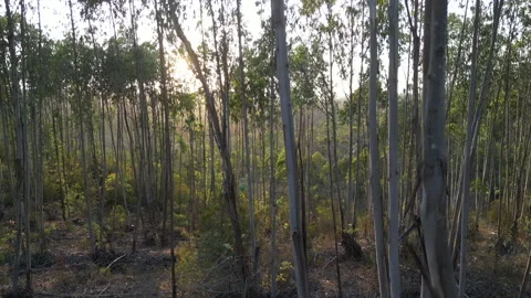 EUCALYPTUS TREES HD 50fps Stock Footage 260691274