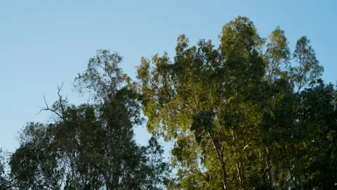 Eucalyptus trees on Mount of Beatitudes - 25p Stock Footage 230045875