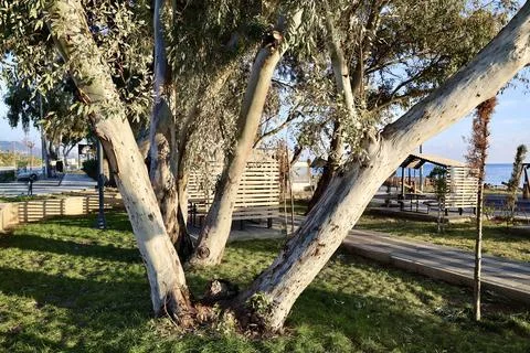 Eucalyptus trees park Stock Photos