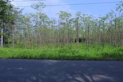 Eucalyptus trees Stock Photos