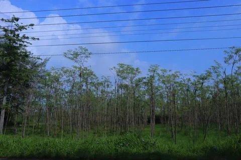 Eucalyptus trees Stock Photos