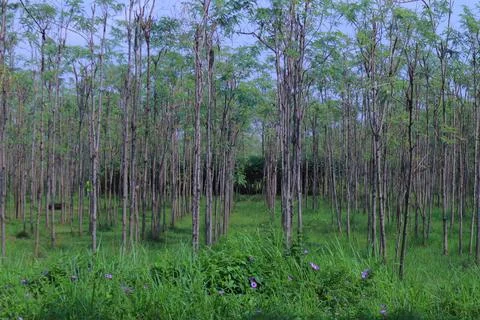 Eucalyptus trees Stock Photos
