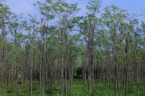 Eucalyptus trees Stock Photos