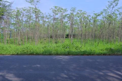 Eucalyptus trees Stock Photos