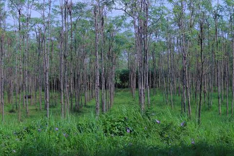 Eucalyptus trees Stock Photos