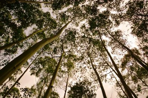 Eucalyptus trees Stock Photos