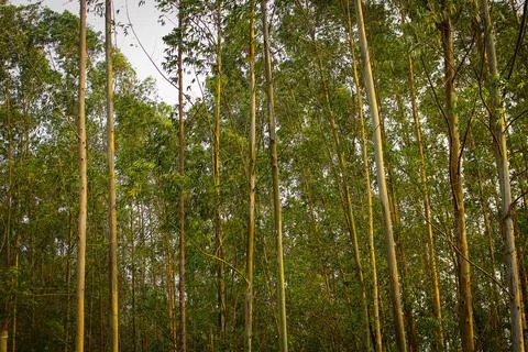 Eucalyptus trees Stock Photos
