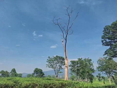 Eucalyptus trees Stock Photos