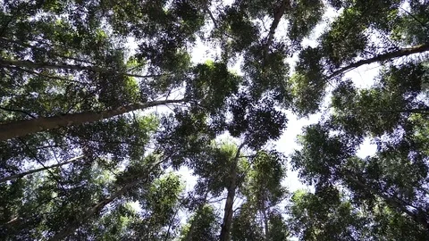 Eucalyptus trees seen from below Stock Footage 128389648