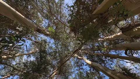 Eucalyptus trees to the sky view from below rotation camera Stock Footage 104880356