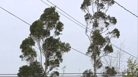 Eucalyptus Trees Swaying In Storm Stock Footage 49096054