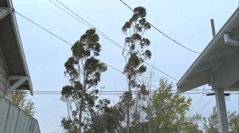 Eucalyptus Trees Swaying In Windy Storm Video stock 49094185