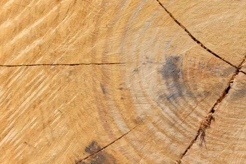 Eucalyptus trunk Foto stock