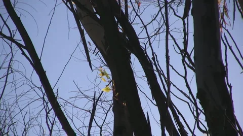 Eucalyptus trunks Video stock 3476760