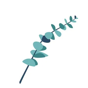 Eucalyptus twig vector illustration isolated on white background in modern Stock Illustration