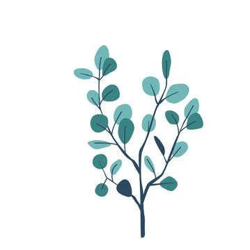 Eucalyptus twig vector illustration isolated on white background in modern Stock Illustration