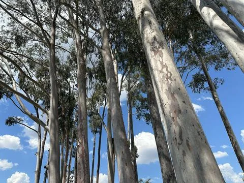 Eucalyptus Under a Blue Sky Stock Photos
