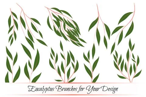 Eucalyptus Vector. Decorative Vector Leaves and Branches. Elegant Foliage. Be Stock Illustration